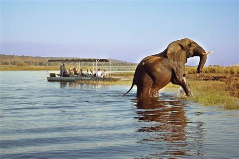  「小精靈Zambezi」與大自然的奇妙連結！